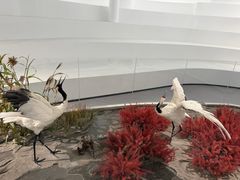 -盐城丹顶鹤湿地生态旅游区
