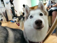 -Husky Go! 哈士奇体验馆·宠物咖啡厅狗咖