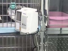 -半岛宠物医院24小时(科华中路店)