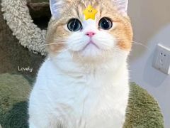 -欣宠猫屋·矮脚拿破仑·蓝金金渐层