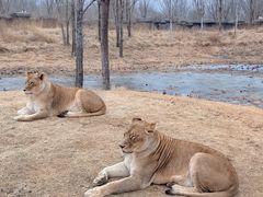 -北京野生动物园