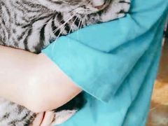 -A猫a狗全科·犬猫异宠·芥西宠物医院(南开总院)