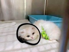 -佩兹宠物医院肿瘤专科·眼科·牙科(黄浦店)