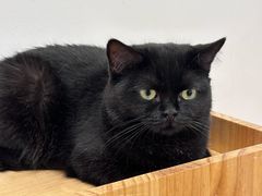 -有喵·猫咖·狗咖·30几只猫10只小狗(岗厦店)