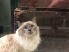 -猫咪博物馆(顶澳仔猫街店)