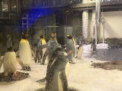 -悉尼海洋生物水族馆