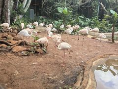 -海南热带野生动植物园
