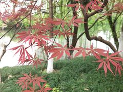 -浙江西子宾馆·牡丹厅