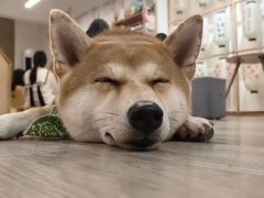 -柴迷FANS CLUB·柴犬狗咖·猫咖
