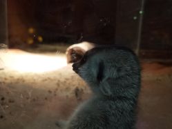 -酷嗒动物文化乐园(cutezoo西溪乐天城店)