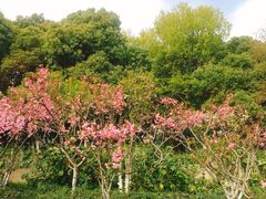 -上海市保健医疗中心(华东疗养院)