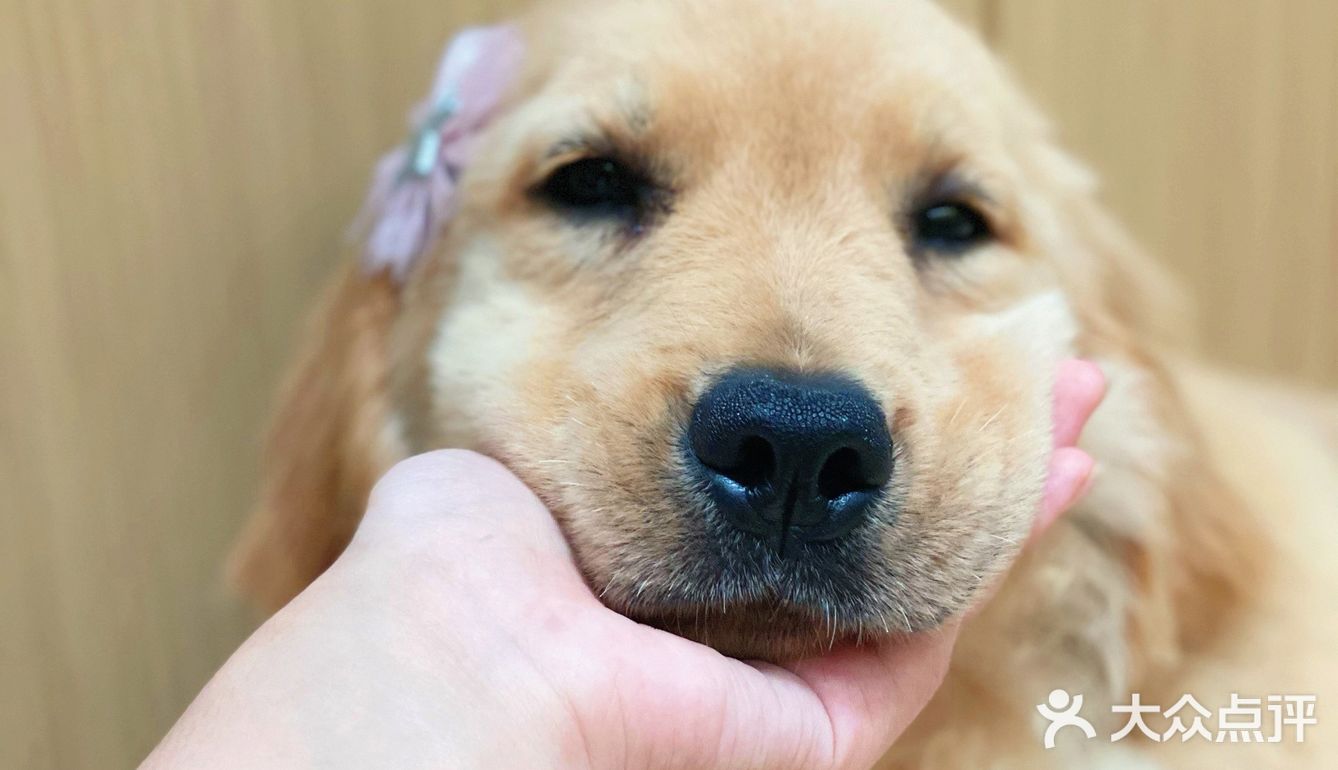 【宠咖乐园】今天是带了发卡的小金毛🐶