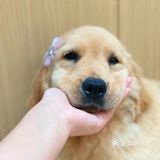 【宠咖乐园】今天是带了发卡的小金毛🐶