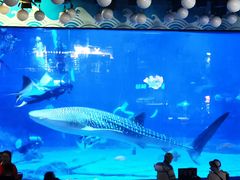 -烟台海昌鲸鲨海洋公园