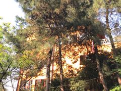 -铁山坪森林公园