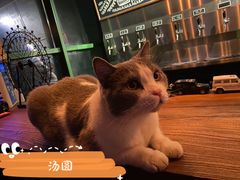 -后院儿·精酿·塔罗Happy Bar