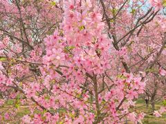 -天适樱花悠乐园