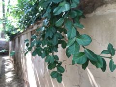 -红楼梦邮局
