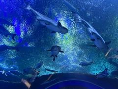 -成都浩海立方海洋公园