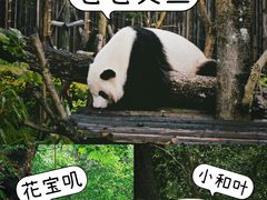 -成都大熊猫繁育研究基地