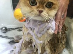 -babydoll猫舍·米努特·德文·缅因(久光中心店)