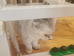-MOYOYO猫咪咖啡店