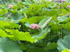 -陈家山荷花公园