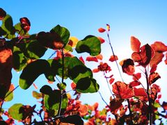 -北京西山国家森林公园