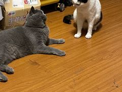 -美联众合动物医院(·中兽医·疑难杂症·严家桥分院)