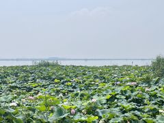 -七的湖·晚芳亭·阳澄湖农家菜·大闸蟹(莲花岛店)