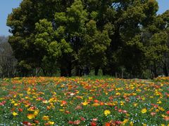 -上海共青森林公园