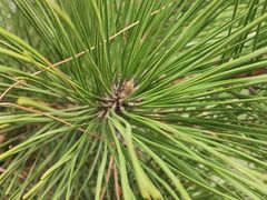 -南京市无想山景区