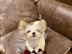 -宠爱多约克夏马尔济斯泰迪小型犬专卖