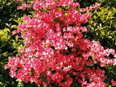 -南汇桃花村