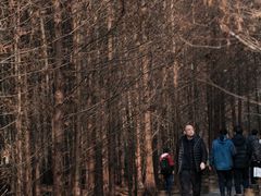 -桤木河湿地公园