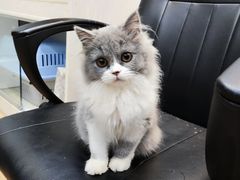 -1013 PET SHOP精品宠物商店(丁香店)