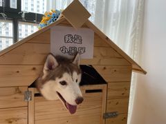 -Husky Go! 哈士奇体验馆·宠物咖啡厅狗咖