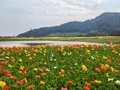 -径山花海