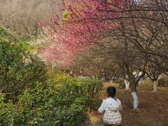 -南京市江宁方山