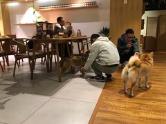 -柴务处·柴犬主题狗咖