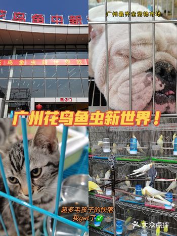 探店| 最大型的宠咖广州花鸟鱼虫