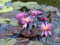-莲花池公园