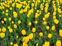 -长春公园(普阳街道)