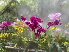 -呀诺达热带雨林