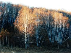 -乌兰布统景区-白桦林