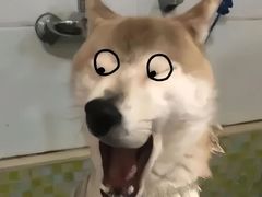 -合肥野生动物园
