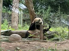 -都江堰中华大熊猫苑