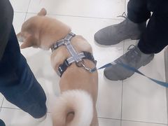 -宠福鑫康馨动物医院·骨科·眼科