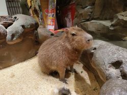 -造物庄园 萌宠纪(苏州湾歌林公园店)