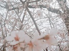 -桃花堤公园